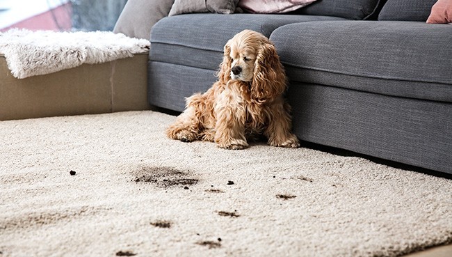 Dirty Dog on Rug | The Floor Store VA